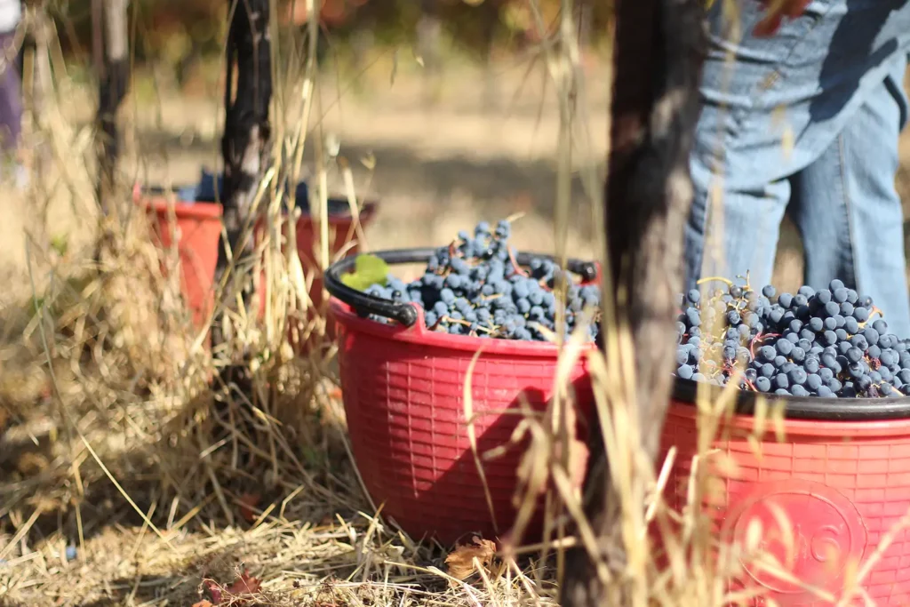 VENDEMMIA