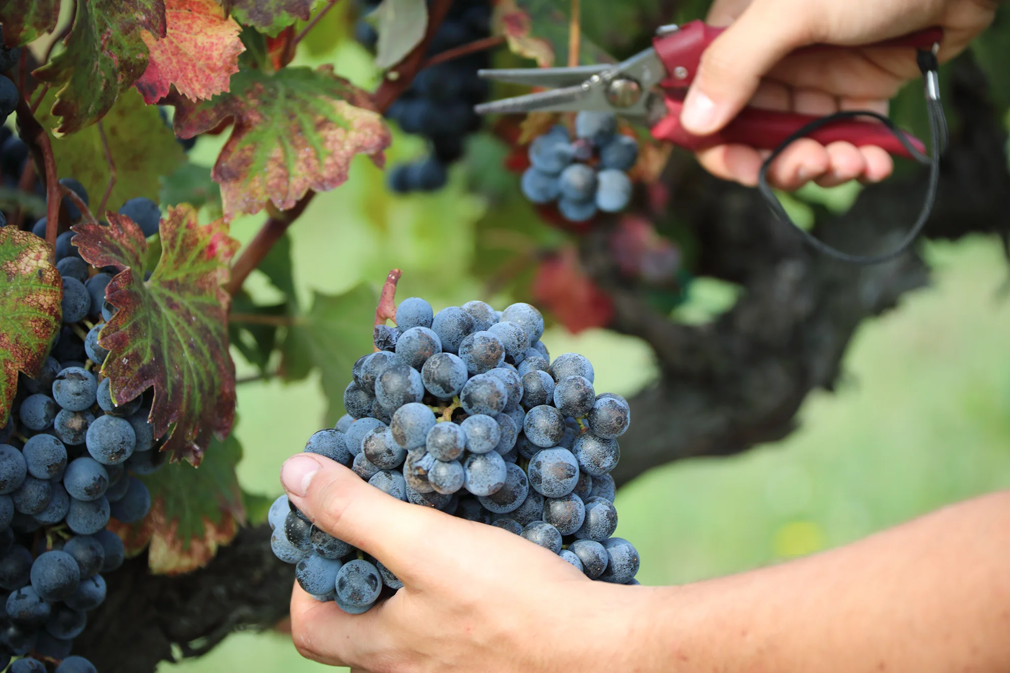 vendemmia