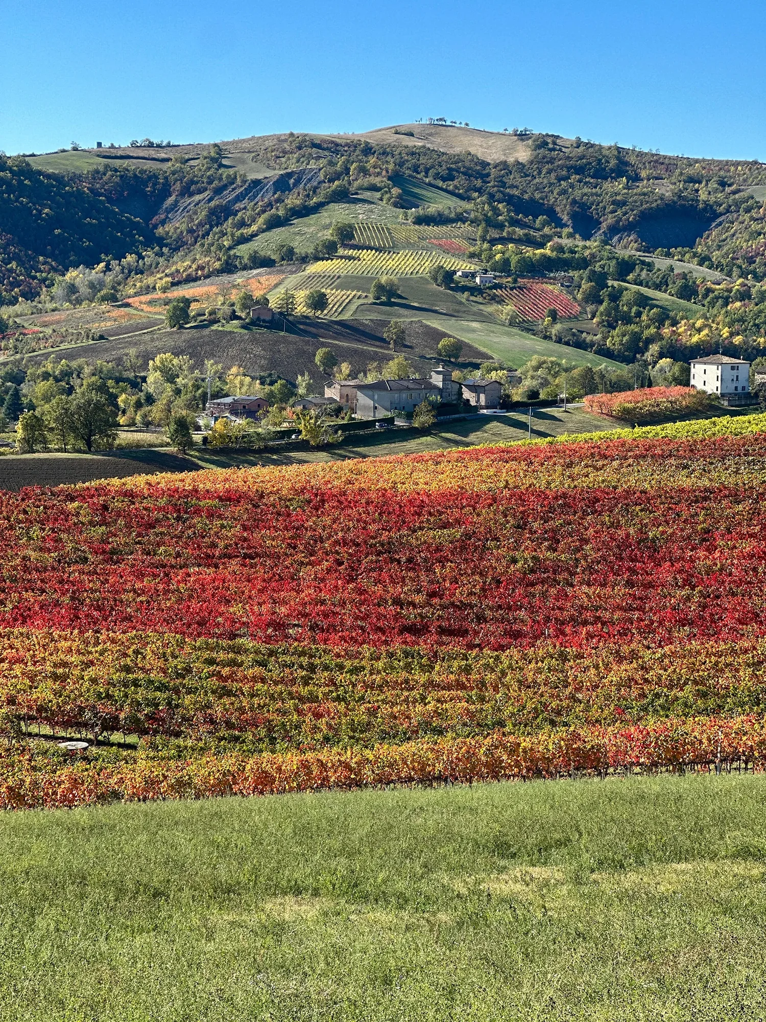 Vigna